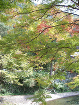 八瀬の紅葉