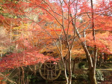 三宅八幡紅葉