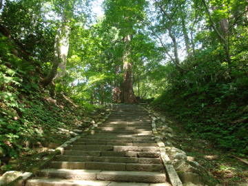 表参道杉並木