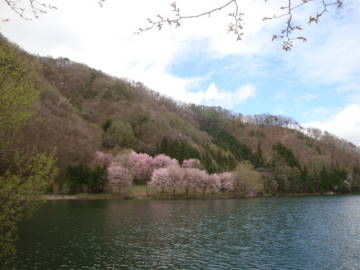 中綱湖 オオヤマザクラ1