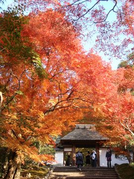 安楽寺紅葉