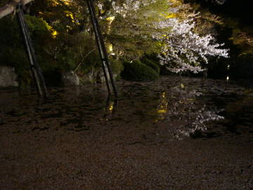 清水寺の池と桜の花びら