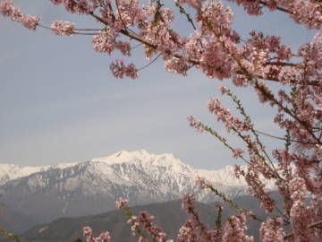 爺ヶ岳と観光道路の桜