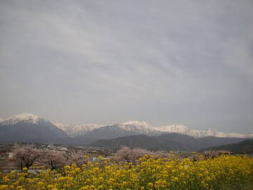 東山の桜並木と菜の花