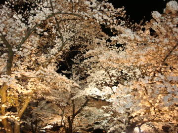 京都府立植物園の夜桜2