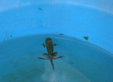 カエルのしっぽ