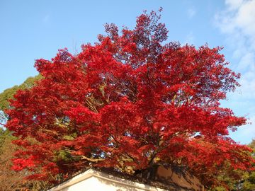 知恩院紅葉