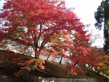 曼殊院門跡の紅葉