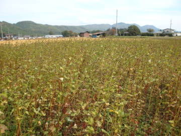 休耕田のそば畑