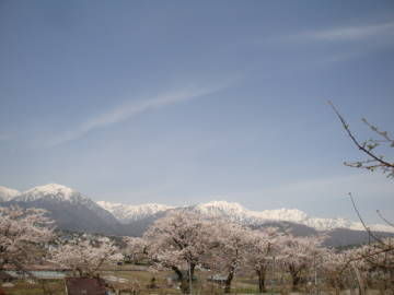 観光道路の桜並木と北アルプス