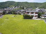 稲刈り