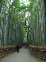 嵯峨竹