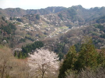 桜仙峡1