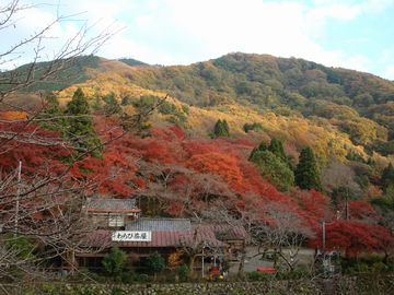 八瀬紅葉