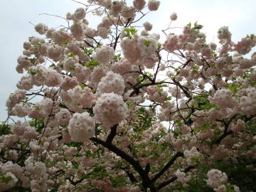 大阪造幣局の桜4