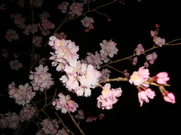 円山公園の桜