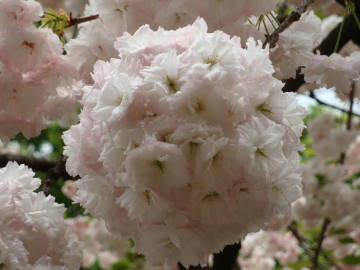 大阪造幣局の桜3