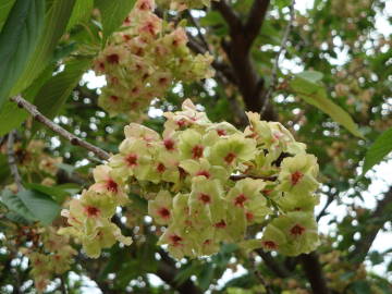大阪造幣局の桜5