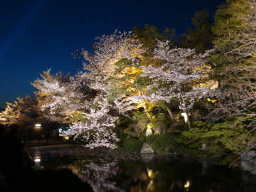 清水寺の池と桜のライトアップ