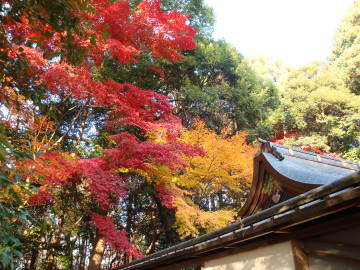 鷺森神社の紅葉