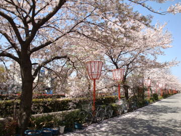 宮川町川端の桜