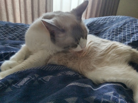 HORIZON_0001_BURST20250723104434600_COVER