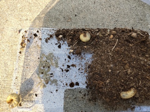 CENTER_0002_BURST20240716163048048