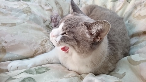 neko (6)
