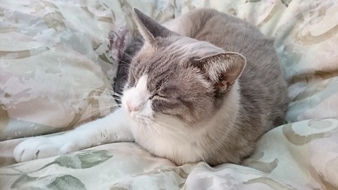neko (5)