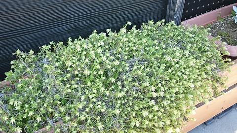 芝桜満開まであと少し 猫好き 釣り好き 車好き な不動産屋のエトセトラ