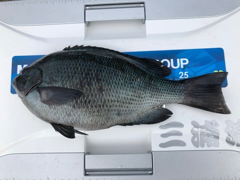 男鹿 アオリイカ釣果情報 猫好き 釣り好き 車好き な不動産屋のエトセトラ 男鹿 アオリイカ釣果情報 猫好き 釣り好き 車好き な不動産屋のエトセトラ