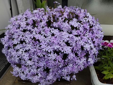 HORIZON_0002_BURST20220504082346587