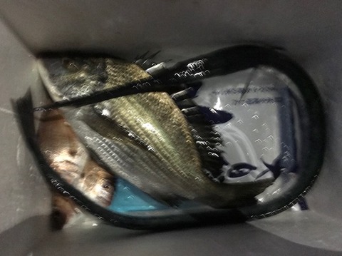 男鹿 アオリイカ釣果情報 猫好き 釣り好き 車好き な不動産屋のエトセトラ 男鹿 アオリイカ釣果情報 猫好き 釣り好き 車好き な不動産屋のエトセトラ