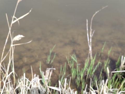 HORIZON_0001_BURST20240427094019821_COVER