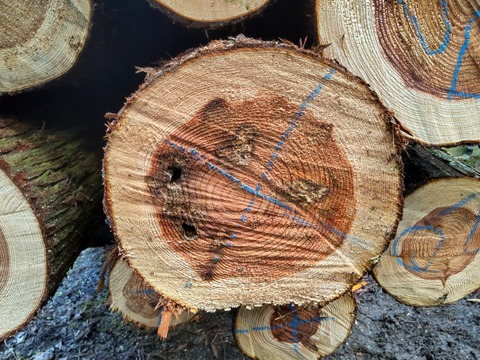 HORIZON_0002_BURST20240322133830913