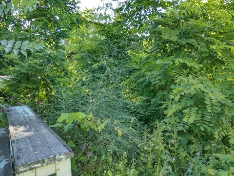 DSC_2834