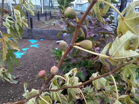 HORIZON_0001_BURST20251121153336036_COVER