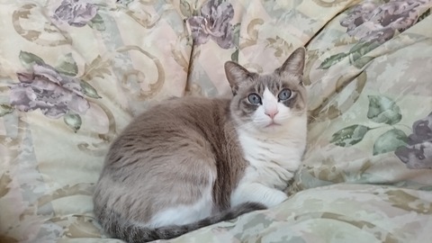 neko (2)