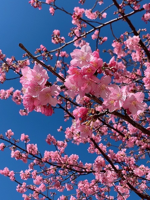 桜1