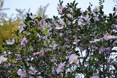 向島百花園4