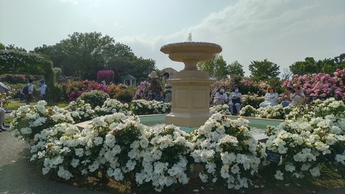 202159京成バラ園_210509_93