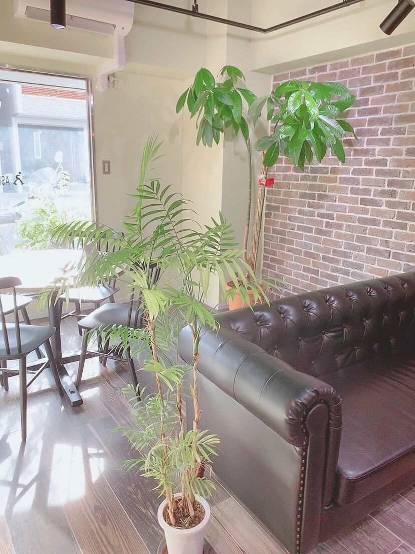 Ryoko Blog 墨田区ol通販物語 オフィスにグリーンの癒し空間を グリーンショップ Livedoor Blog ブログ Ryoko Blog 墨田区ol通販物語 オフィスにグリーンの癒し空間を グリーンショップ Livedoor Blog ブログ