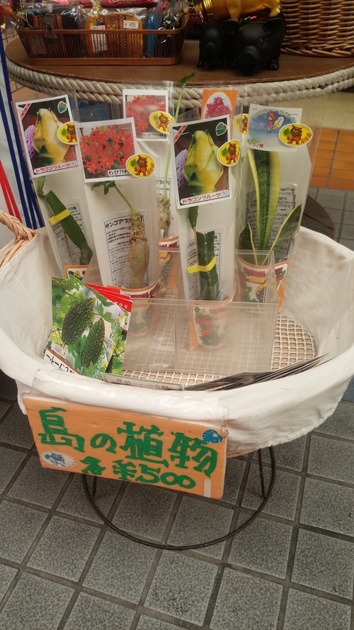 島の植物