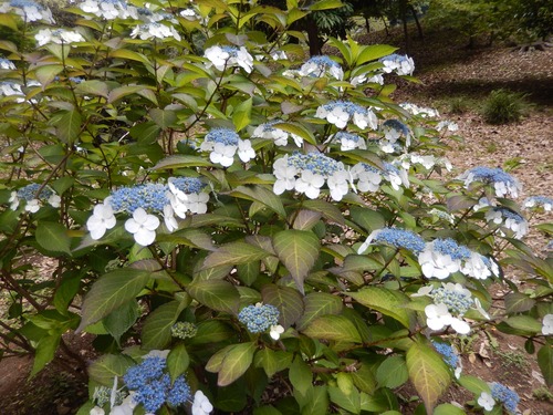 DSCN0799