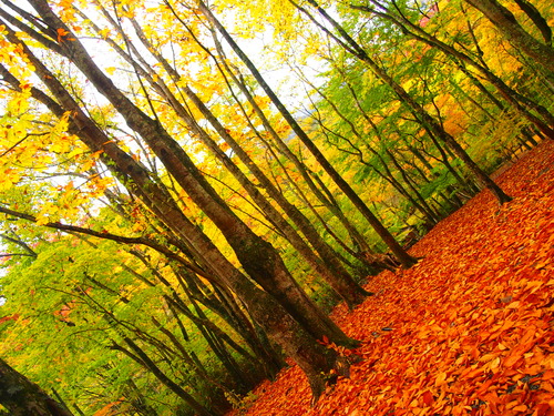 写真 2015-10-17 14 07 25