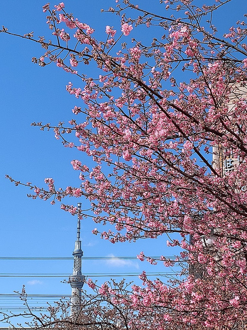 桜2