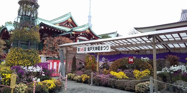 Ryoko Blog 墨田区ｏｌ通販物語 亀戸天神 菊祭り Livedoor Blog ブログ