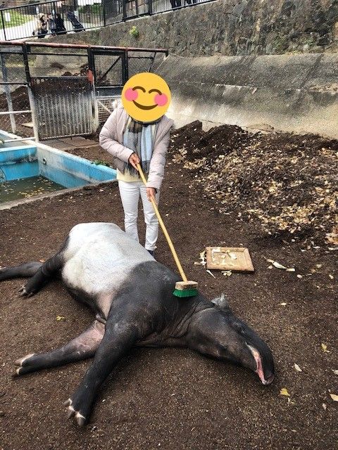 マレーバク