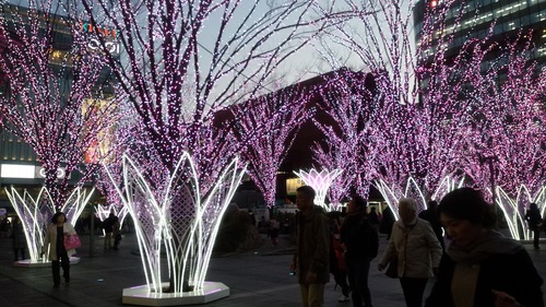 桜イルミ