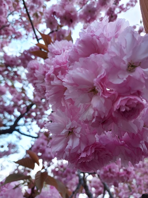 弘前公園9